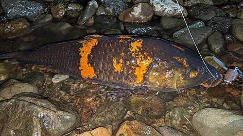 コイの釣果