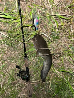 ナマズの釣果
