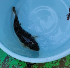 ショウサイフグの釣果