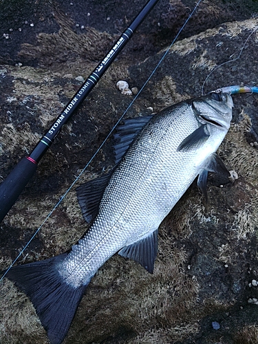 ヒラスズキの釣果