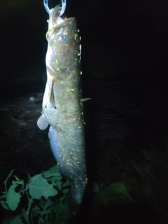 マナマズの釣果