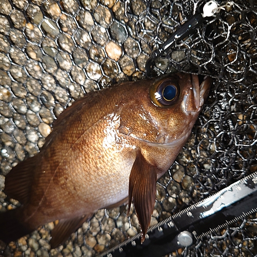 メバルの釣果