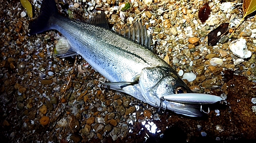 セイゴ（マルスズキ）の釣果