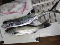 サゴシの釣果