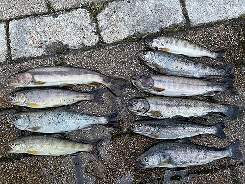 イワナの釣果