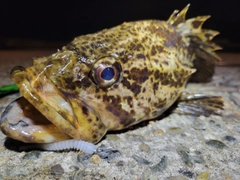 タケノコメバルの釣果