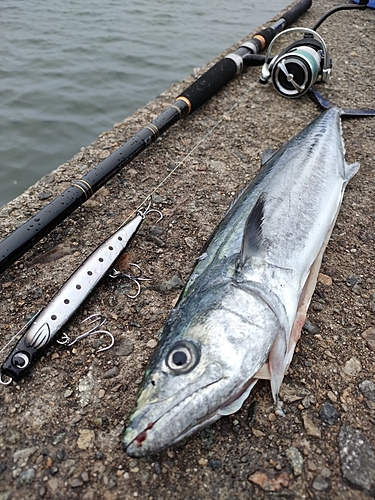 サゴシの釣果