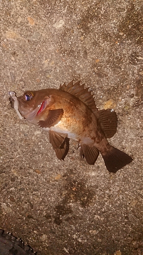 メバルの釣果