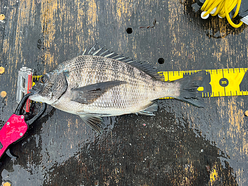 チヌの釣果