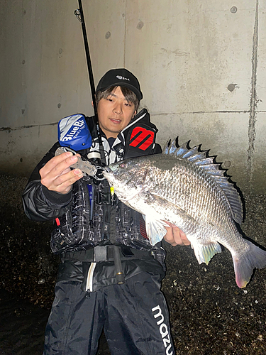 クロダイの釣果