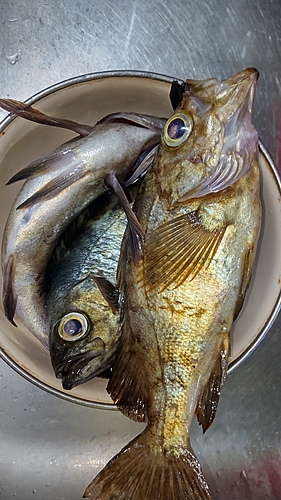 アオメバルの釣果