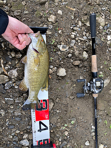 スモールマウスバスの釣果