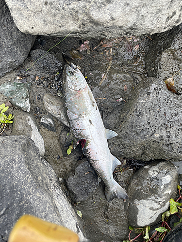 アマゴの釣果