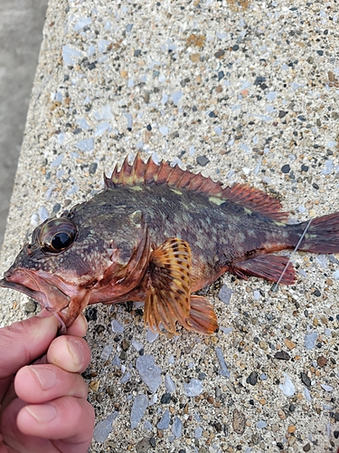 カサゴの釣果