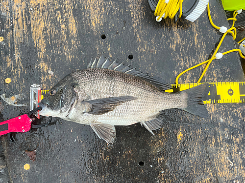 チヌの釣果