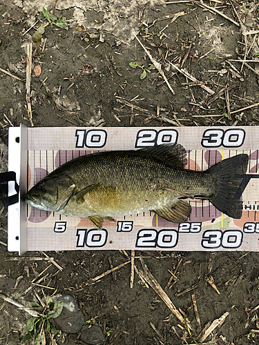 スモールマウスバスの釣果