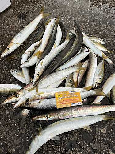 カマスの釣果