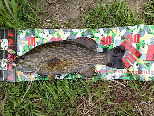 スモールマウスバスの釣果