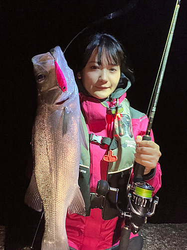 ヒラスズキの釣果