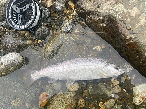 ヤマメの釣果