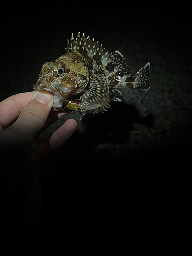 カサゴの釣果