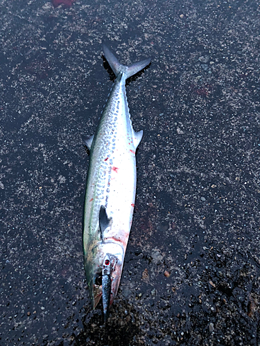 サゴシの釣果