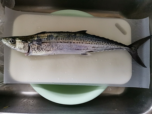 サゴシの釣果