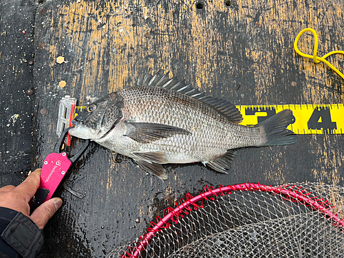 チヌの釣果