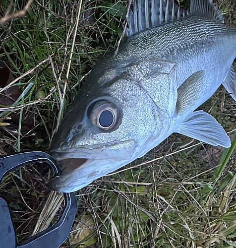 セイゴ（マルスズキ）の釣果