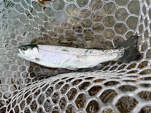 ニジマスの釣果