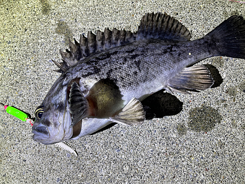 クロソイの釣果