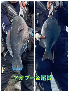 オナガグレの釣果