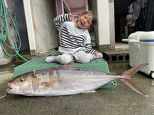 カンパチの釣果