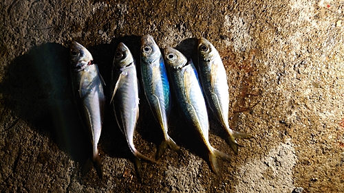 アジの釣果