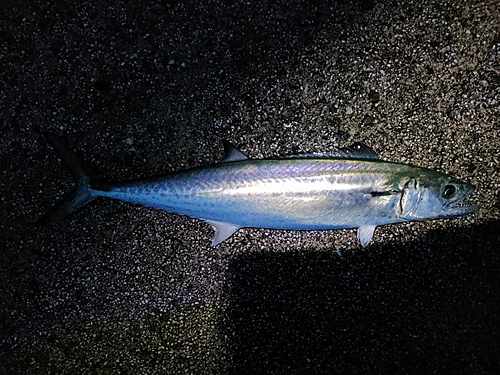 サゴシの釣果