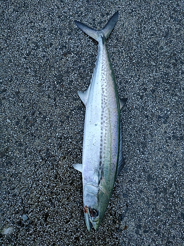 サゴシの釣果