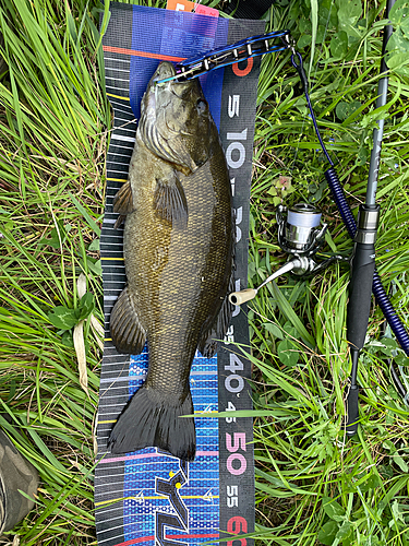 スモールマウスバスの釣果