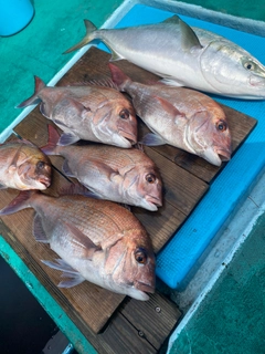 マダイの釣果