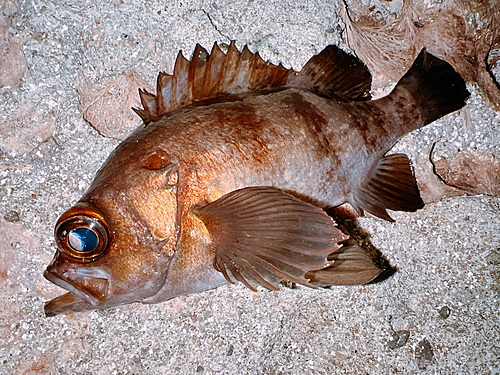 メバルの釣果