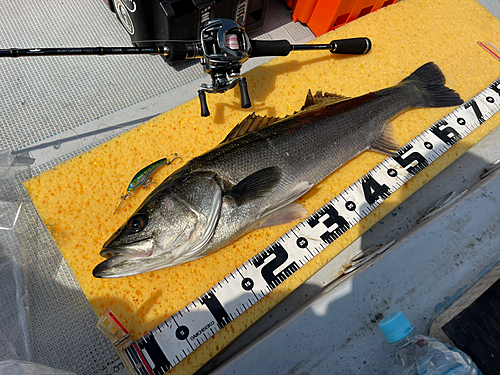 シーバスの釣果