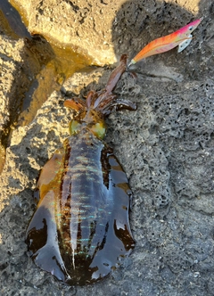 アオリイカの釣果