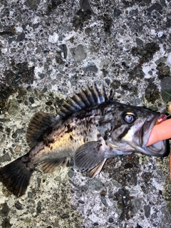 クロソイの釣果