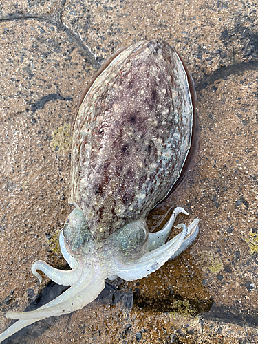 コウイカの釣果