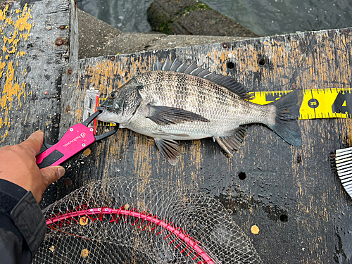 チヌの釣果