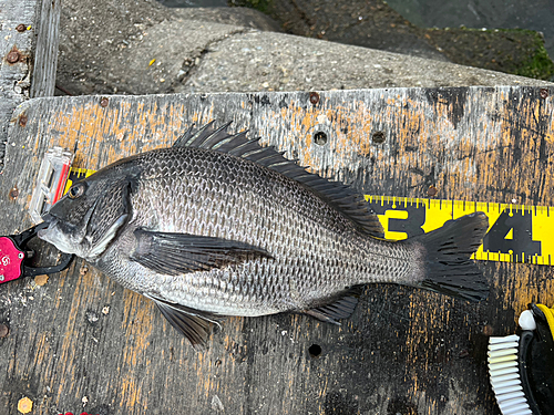 チヌの釣果