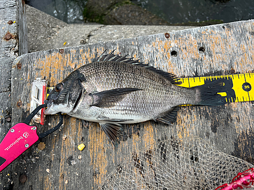 チヌの釣果