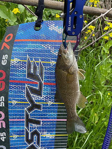 スモールマウスバスの釣果