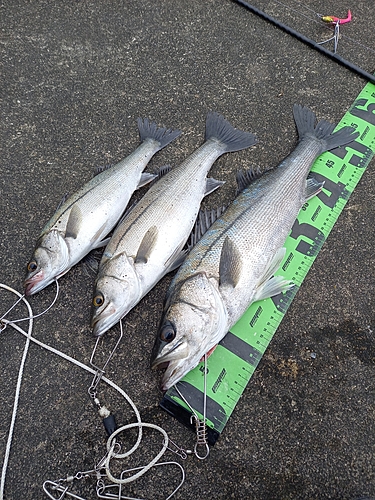 シーバスの釣果