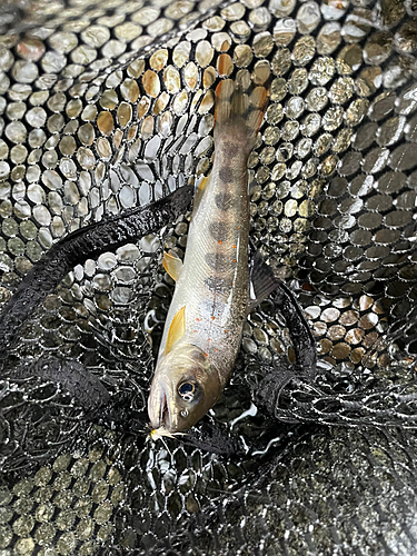 アマゴの釣果