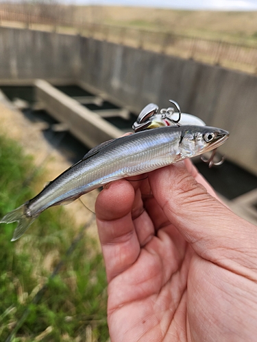 アユの釣果